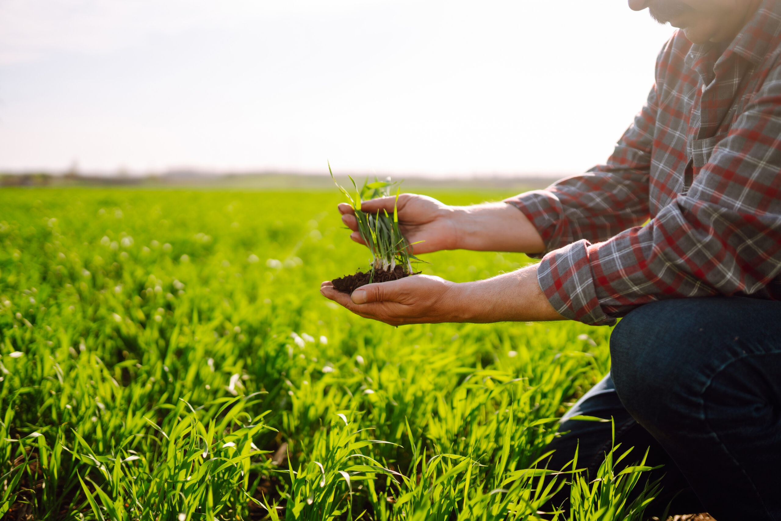 Young Green wheat seedlings in the hands of a farmer. Checking wheat field progress.