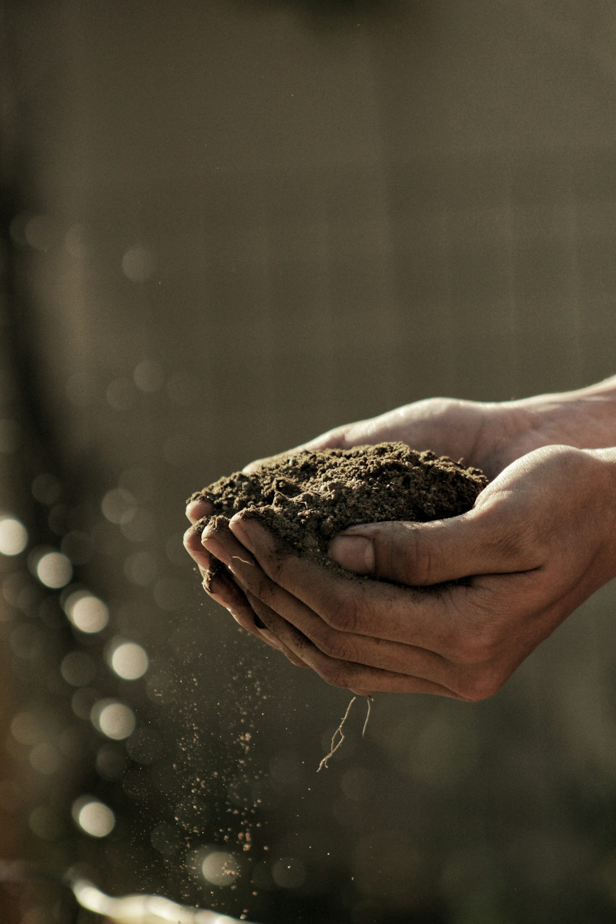 Dark nutrient rich biofertiliser produced from digestate