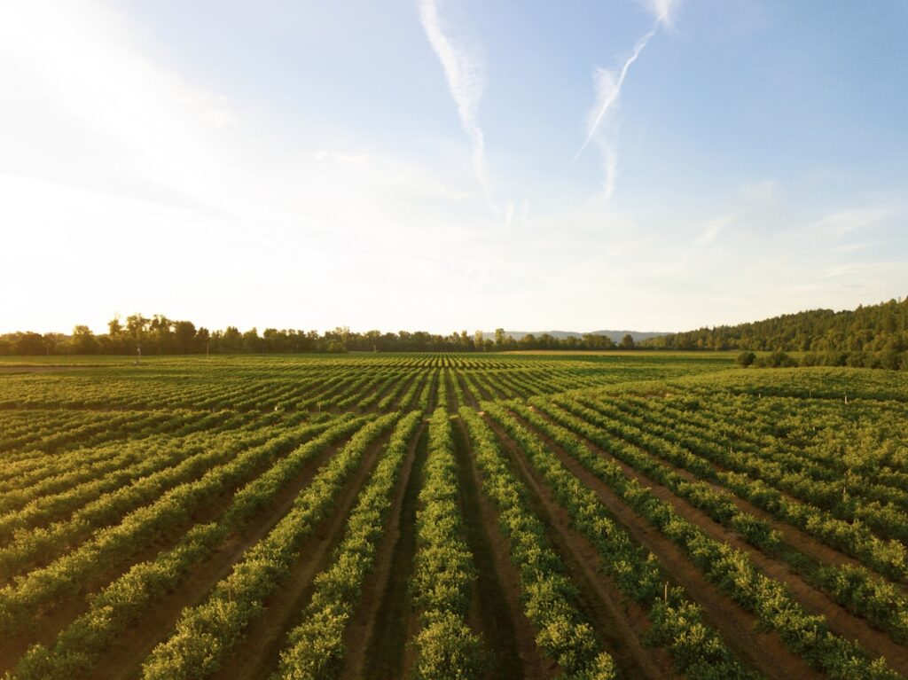 Farmland with crop rows and agricultural residue
