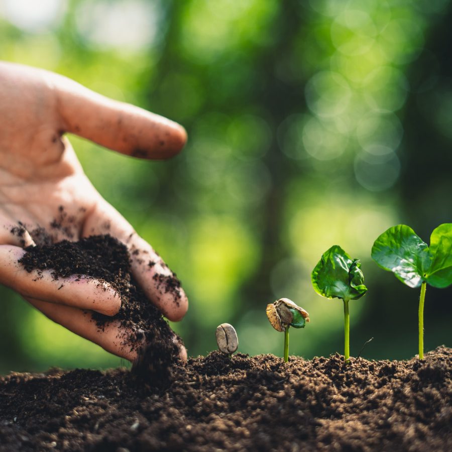 close-up-hand-pouring-soil-by-seedling