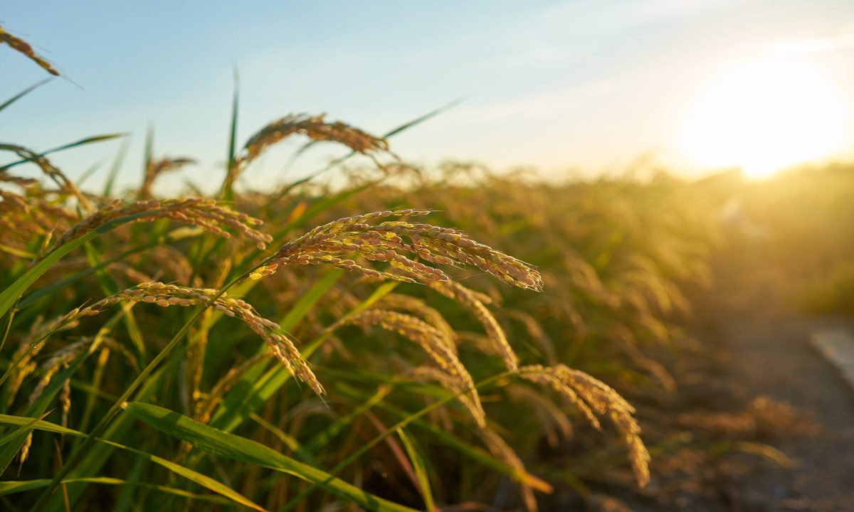 A large green rice field with green rice plants in rows in Valencia sunset